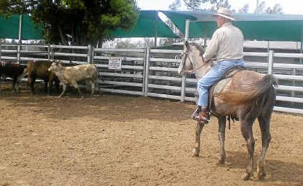 Saturday’s team cutting event at Macksville Showground will be the first without veteran rider Don Purcell. Saturday’s team cutting event at Macksville Showground will be the first without veteran rider Don Purcell.